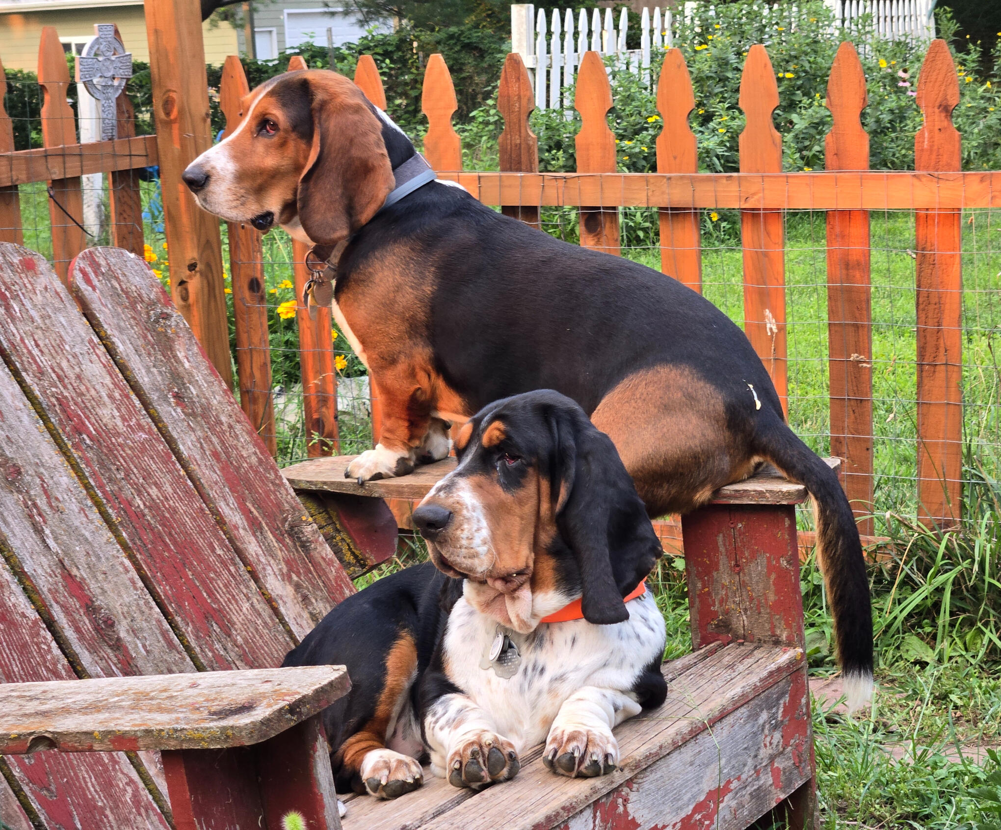 A black and white photo of a Basset Hound, with their tail pointed, outdoors in a fenced in backyard.